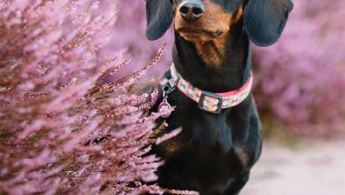 Dachshund Calendar 2026