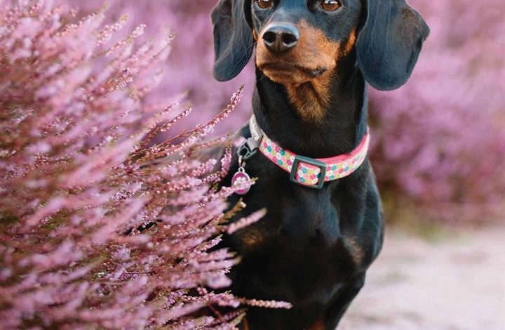 Dachshund Calendar 2026