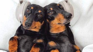 Dachshund Calendar 2026