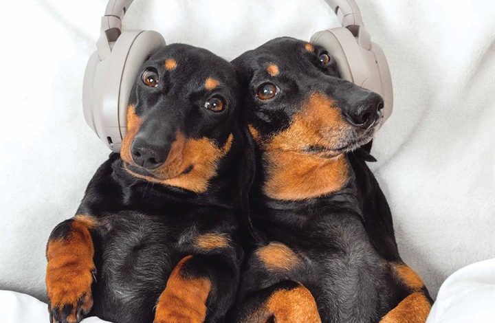 Dachshund Calendar 2026