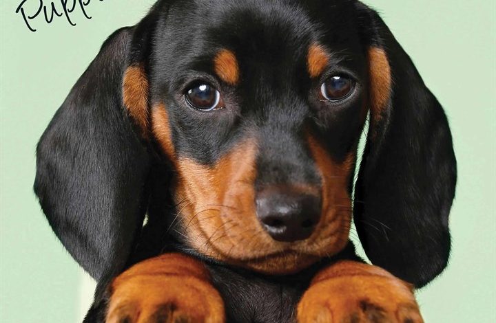 Dachshund Puppies Calendar 2026