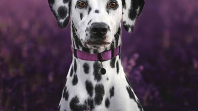 Dalmatian Calendar 2026