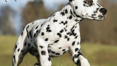 Dalmatian Puppies Calendar 2026