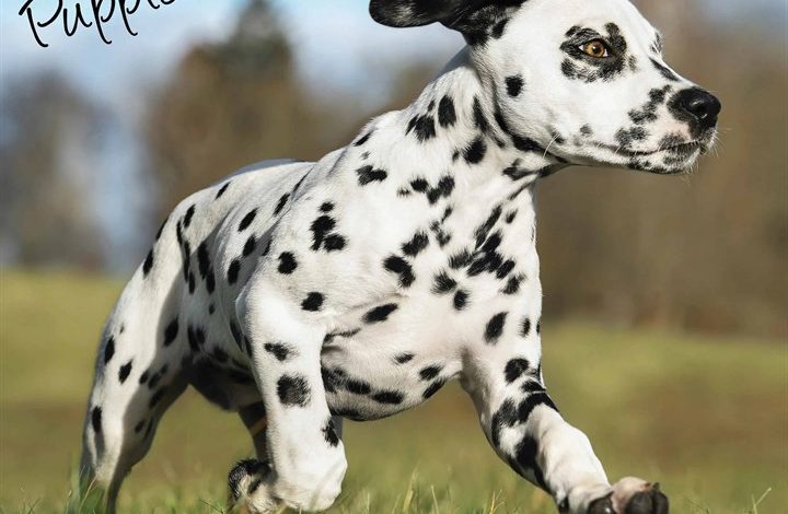 Dalmatian Puppies Calendar 2026
