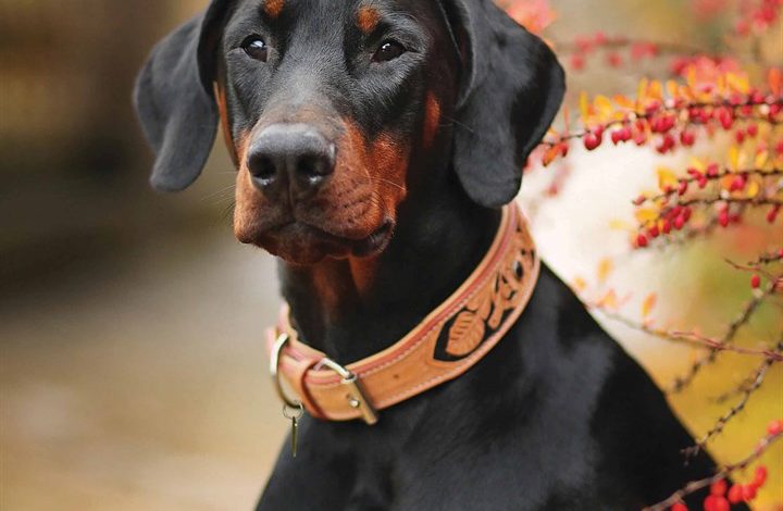 Dobermann Calendar 2026