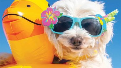 Dog Gone It Calendar 2026