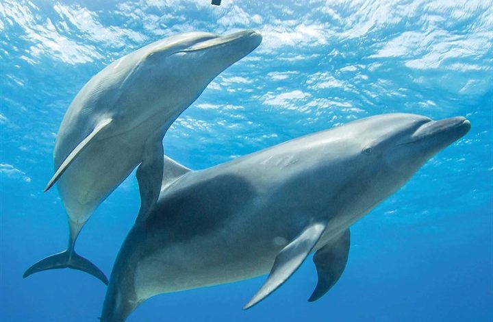 Dolphins Calendar 2026