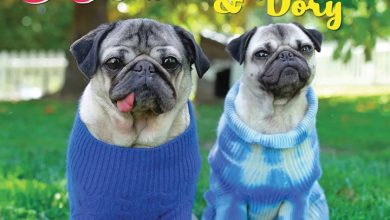 Doug The Pug & Dory Calendar 2026