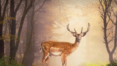 Dwellers Of The Woodlands Calendar 2026