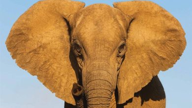 Elephants Calendar 2026