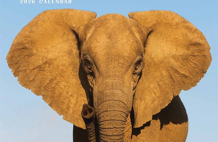 Elephants Calendar 2026
