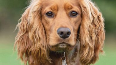 English Cocker Spaniel Calendar 2026