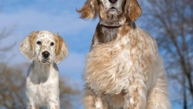 English Setter Calendar 2026