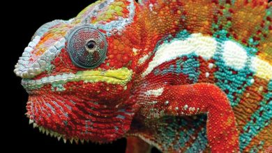 Exotic Animals Calendar 2026