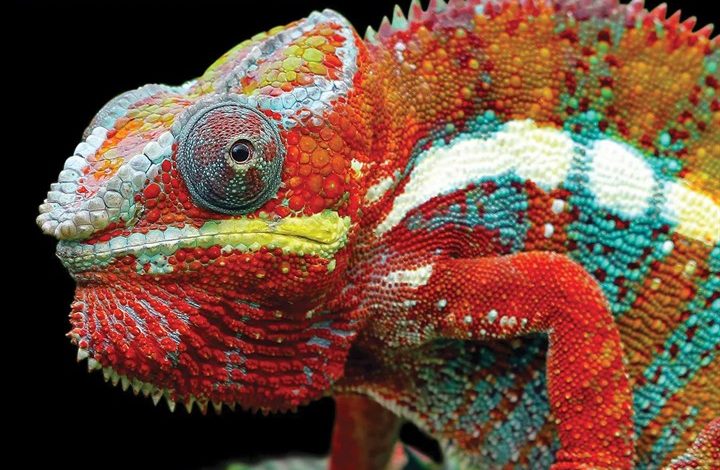 Exotic Animals Calendar 2026