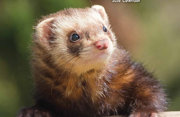 Ferrets Calendar 2026