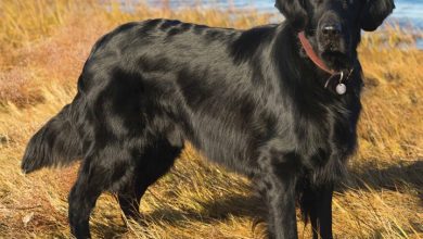 Flat Coated Retriever Calendar 2026