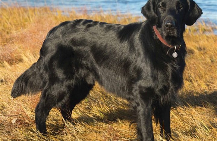 Flat Coated Retriever Calendar 2026