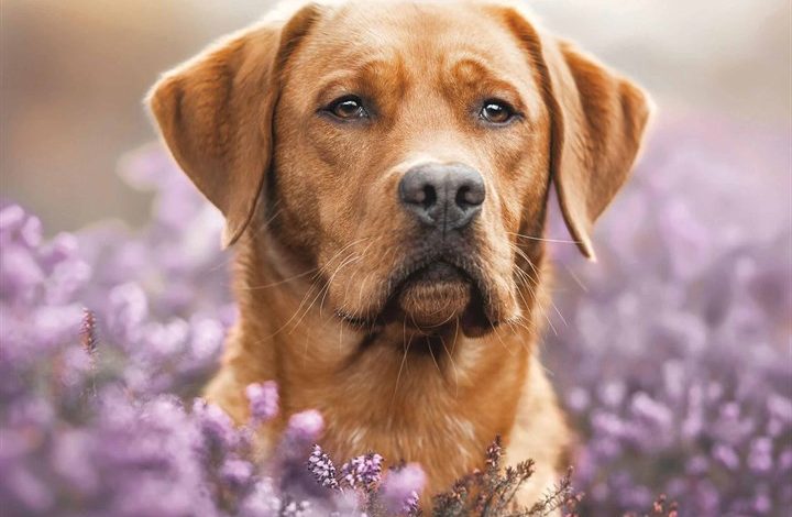 Fox Red Labrador Retriever Calendar 2026