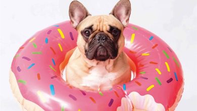 Frenchies Calendar 2026