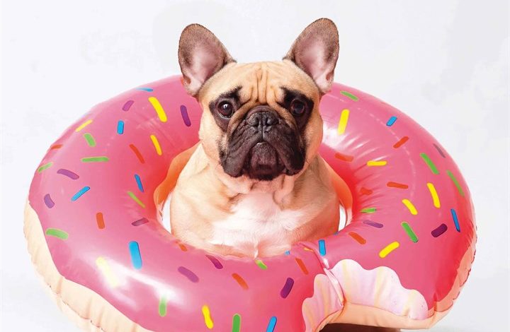 Frenchies Calendar 2026