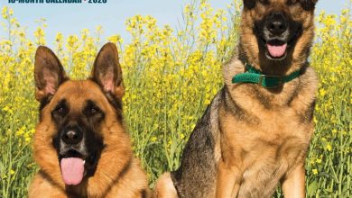 German Shepherds Calendar 2026