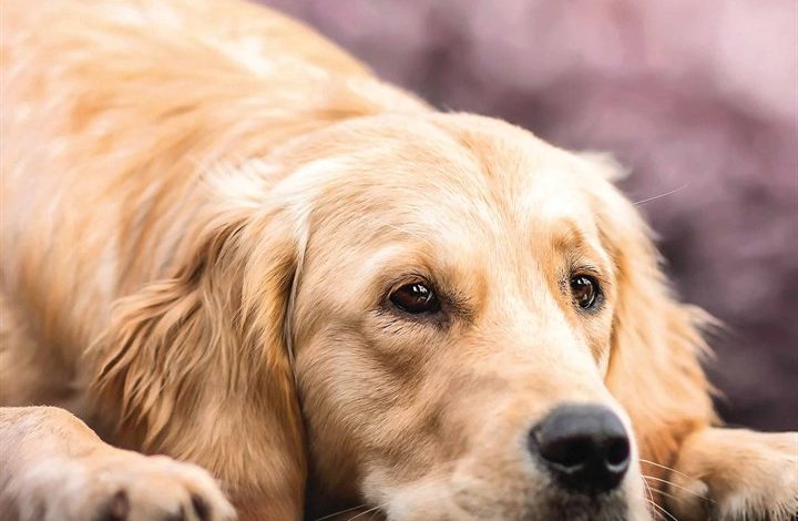 Golden Retriever Calendar 2026