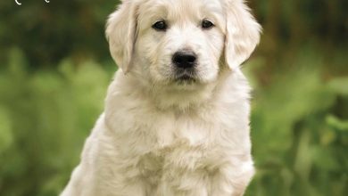 Golden Retriever Puppies Calendar 2026