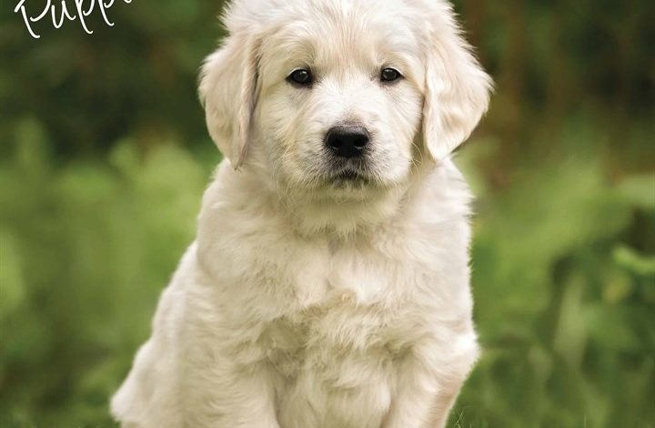Golden Retriever Puppies Calendar 2026