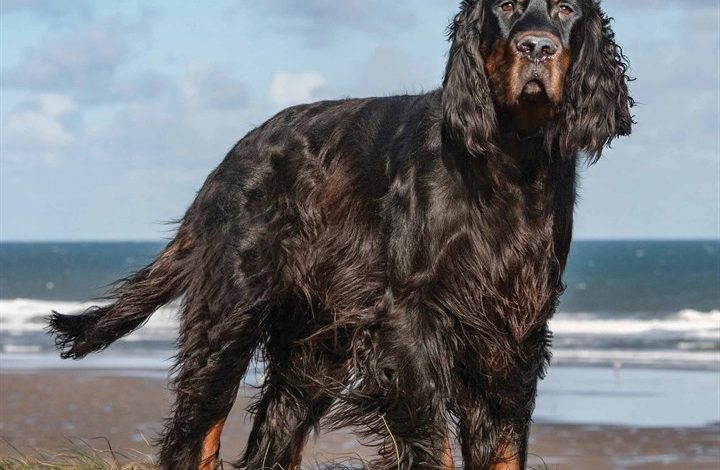 Gordon Setter Calendar 2026