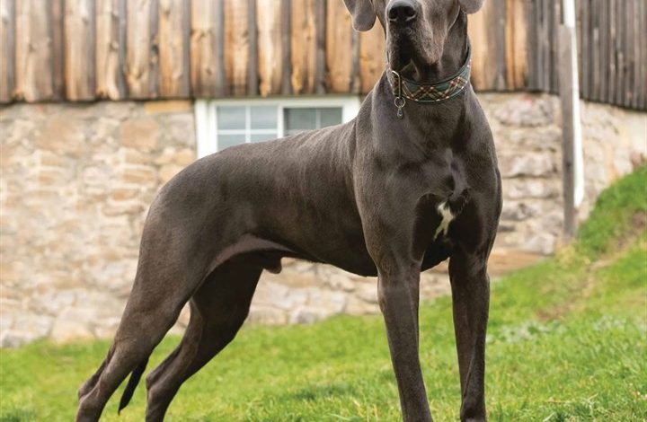 Great Dane Calendar 2026