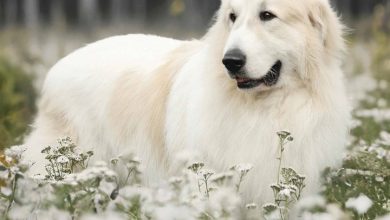 Great Pyrenees Calendar 2026