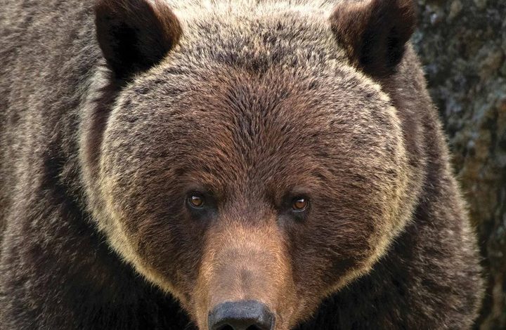 Grizzlies Calendar 2026