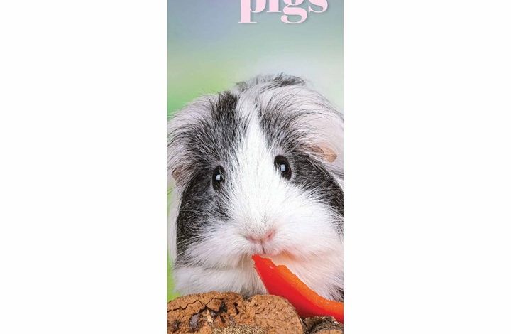 Guinea Pigs Slim Calendar 2026