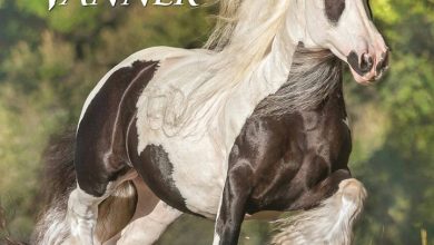 Gypsy Vanner Horse Calendar 2026