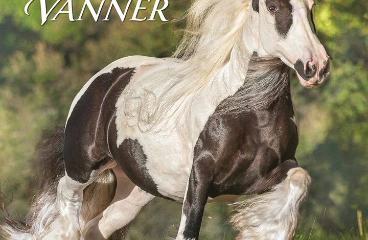 Gypsy Vanner Horse Calendar 2026