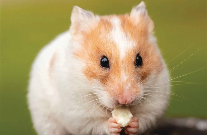 Hamsters Calendar 2026