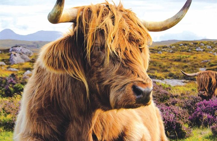 Highland Cows Calendar 2026