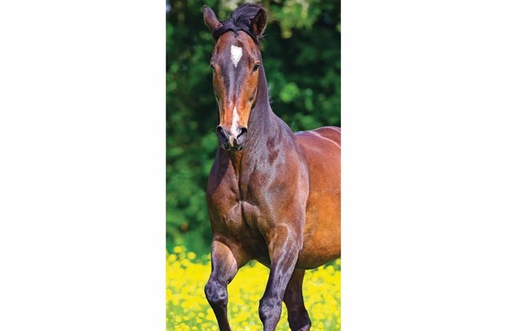 Horses Slim Calendar 2026