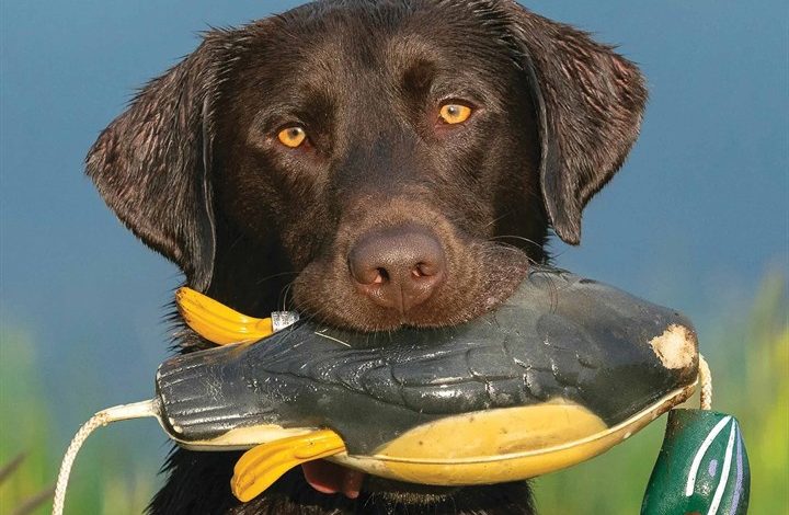 Hunting Labs Calendar 2026