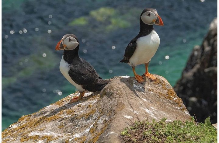 Irish Creatures Great & Small Mini Calendar 2026