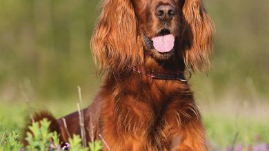 Irish Setter Calendar 2026