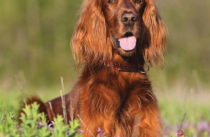 Irish Setter Calendar 2026