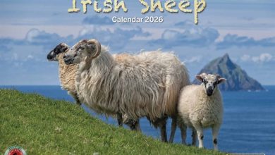 Irish Sheep A4 Calendar 2026