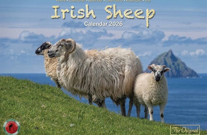 Irish Sheep A4 Calendar 2026