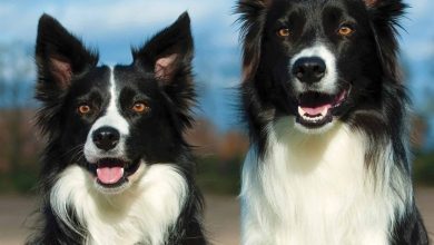 Just Border Collies Calendar 2026