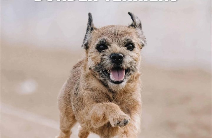 Just Border Terriers Calendar 2026