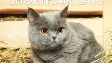 Just British Shorthair Cats Calendar 2026