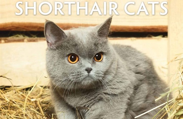 Just British Shorthair Cats Calendar 2026
