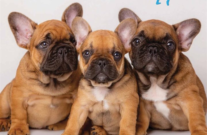 Just French Bulldog Puppies Calendar 2026